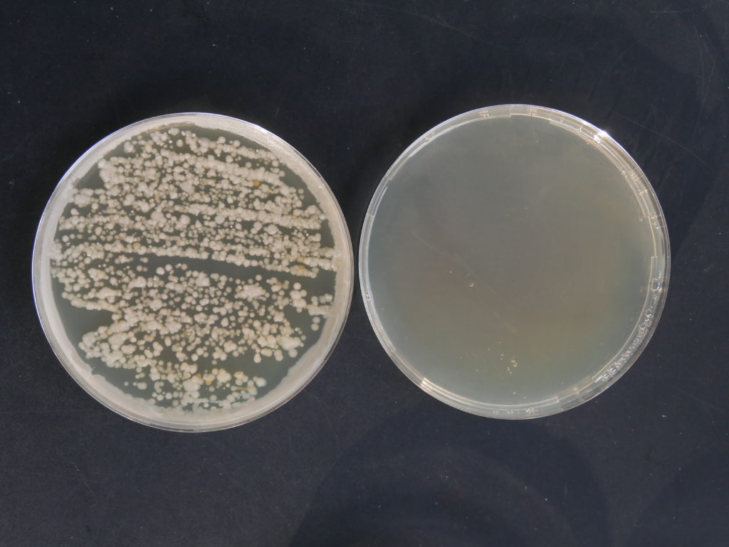 Disinfectants désinfectant Petri int