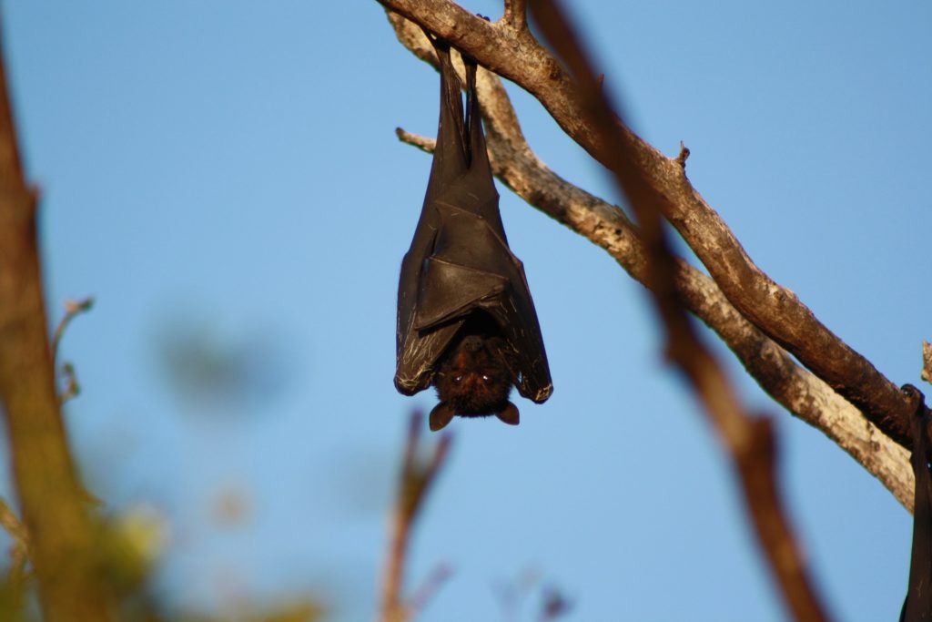 Les chauves-souris et la guerre !