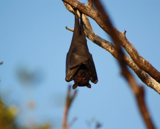 Bats and war ! - Ouvry - CBRN Protective System