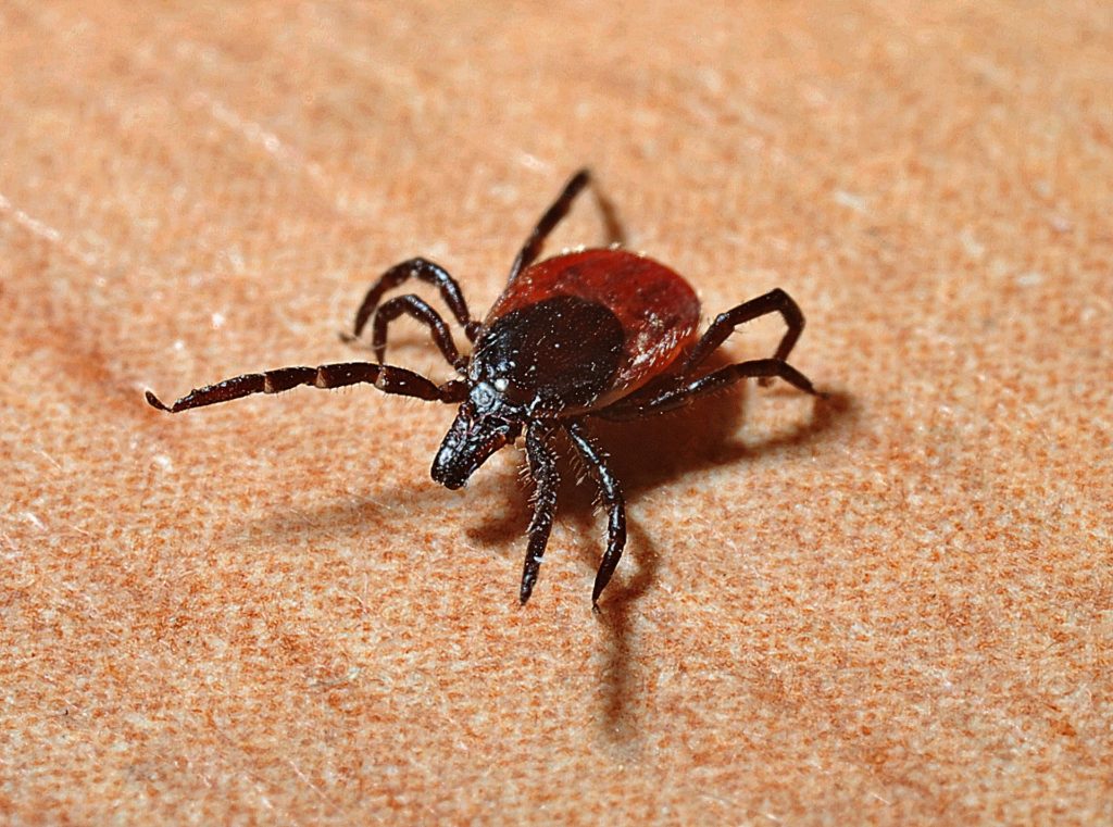 La maladie de Lyme : arme biologique NRBCe ?